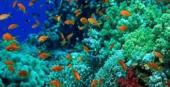 L’île de Phu Quoc au Vietnam crée les pépinières de corail